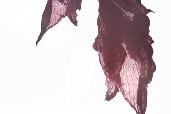 Radiohimlen’s ‘Askrosa’: A Nostalgic Synth Journey